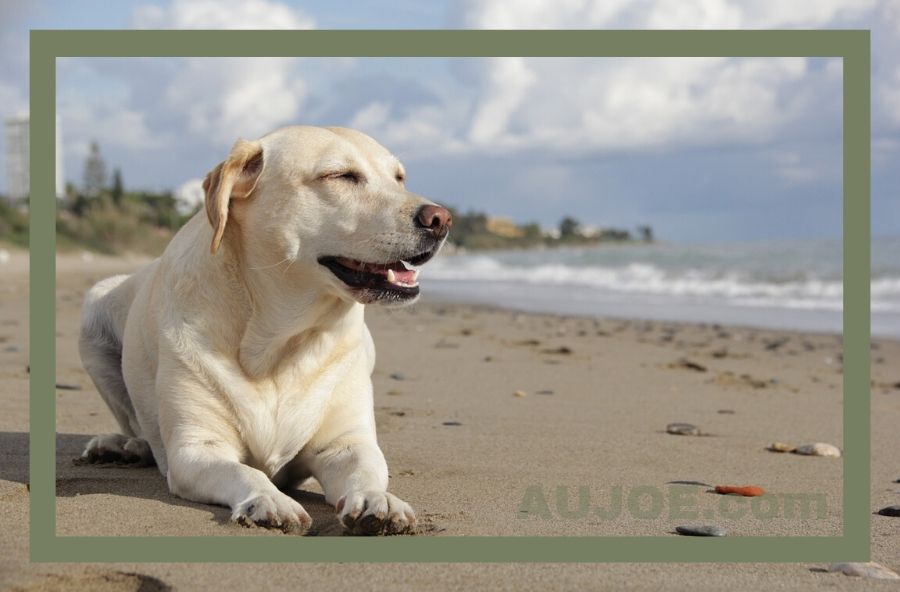 Weight Loss Dog Food to Keep the Whole Family Healthy (Human or Not)