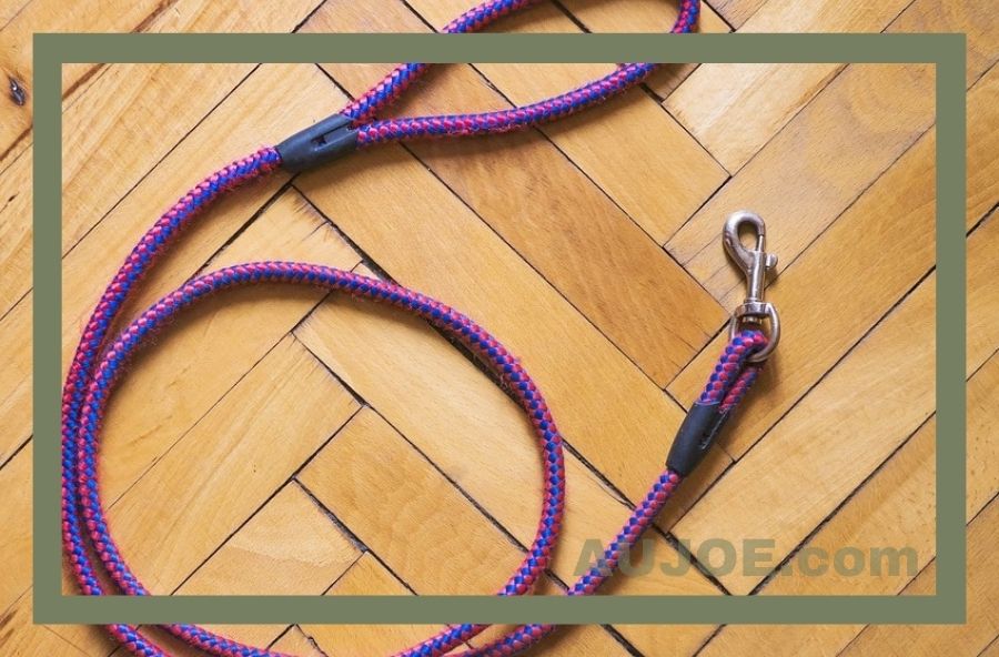 Workouts with Your Dog: The Ultimate Motivation Booster